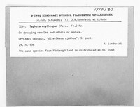 Typhula erythropus image